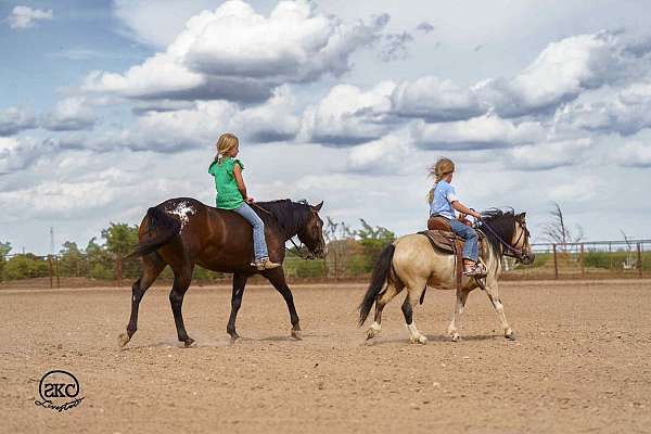 trail-poa-pony