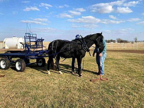 ranch-versatility-paint-horse