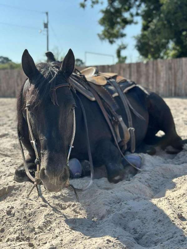 ranch-work-paint-horse