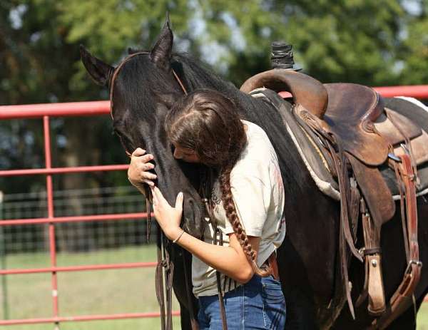 show-paint-horse