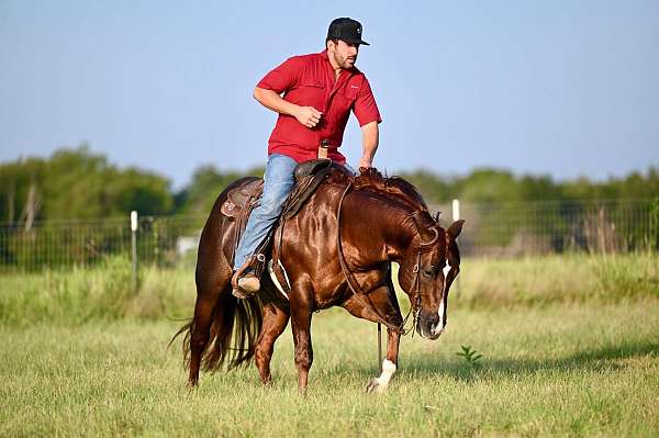 athletic-quarter-horse