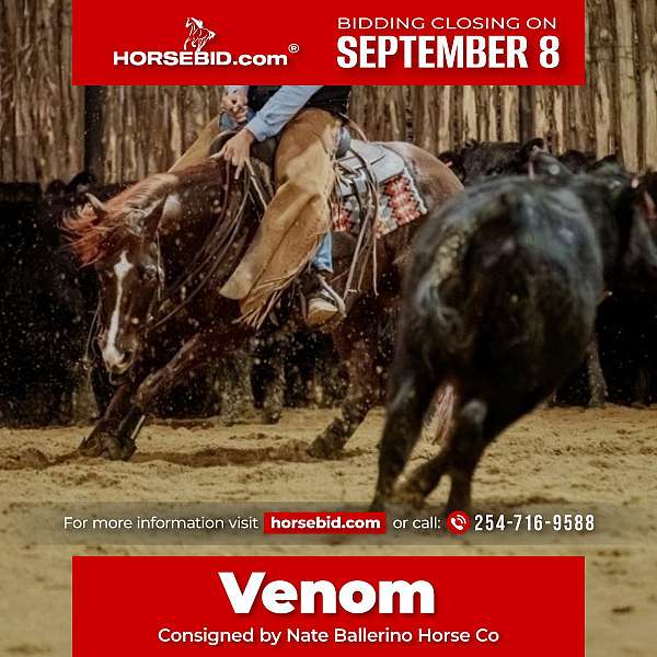 all-around-quarter-horse