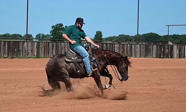 calf-roping-quarter-horse