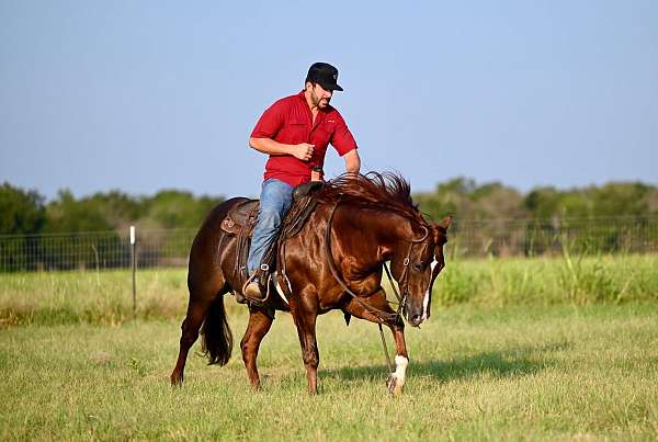 performance-quarter-horse