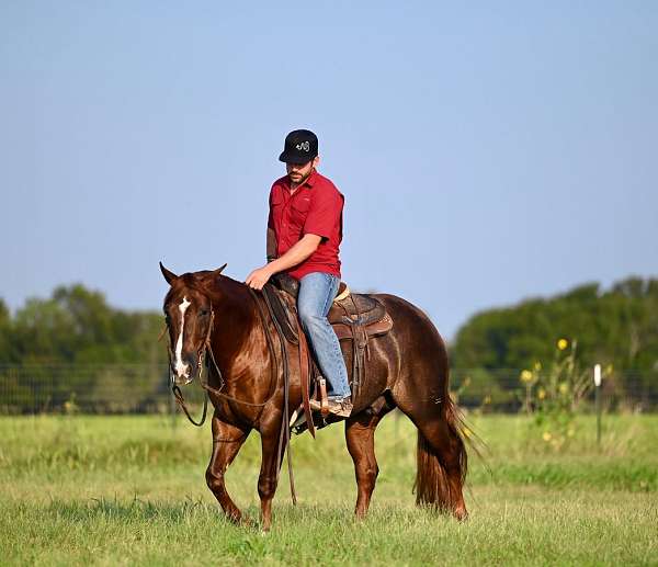 ranch-versatility-quarter-horse