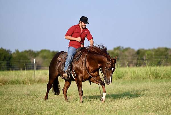 ranch-quarter-horse