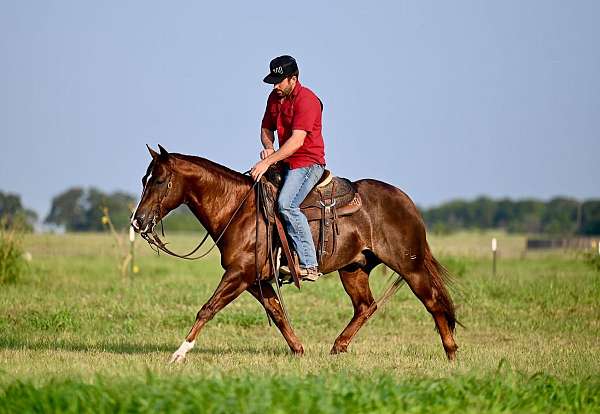 ranch-work-quarter-horse