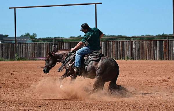roping-quarter-horse
