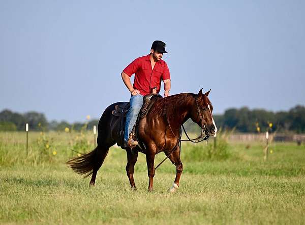 show-quarter-horse