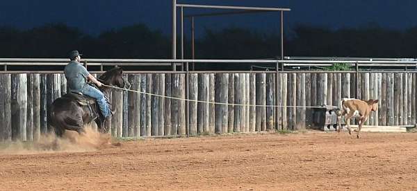 trail-riding-quarter-horse