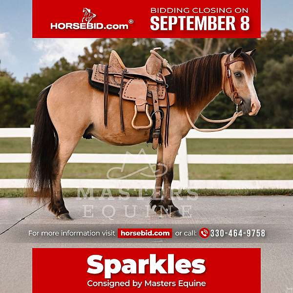 all-around-pony