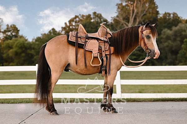 athletic-pony