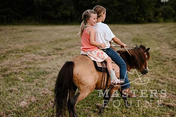 companion-pony