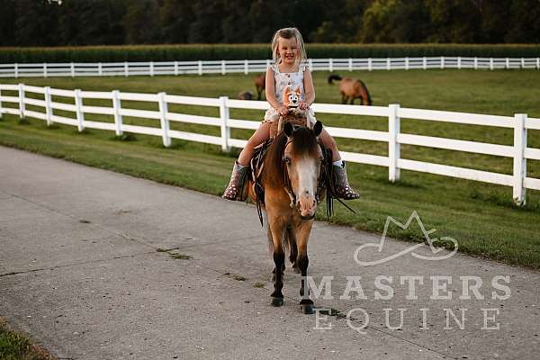 driving-pony