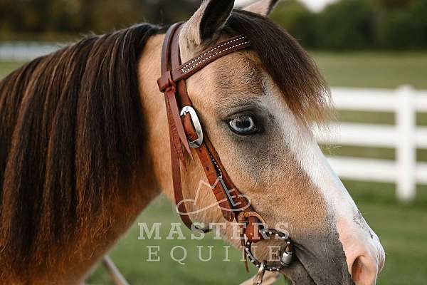 buckskin-pony-gelding