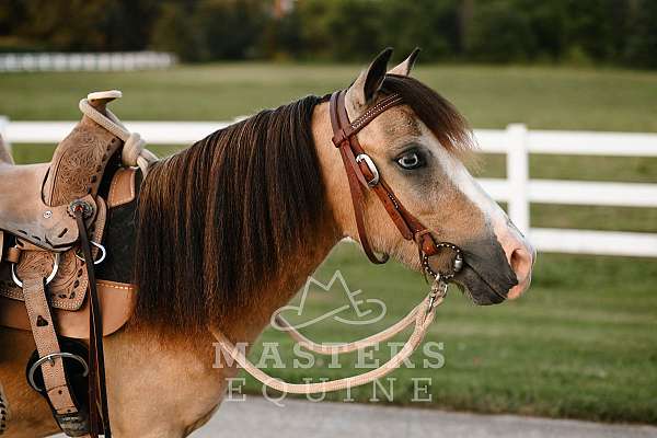 youth-pony