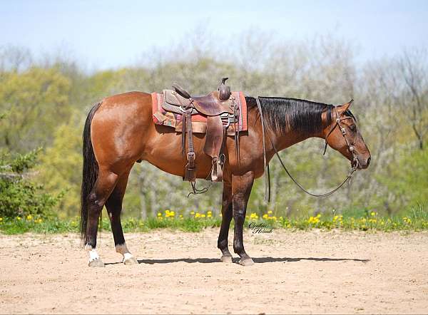 athletic-quarter-horse