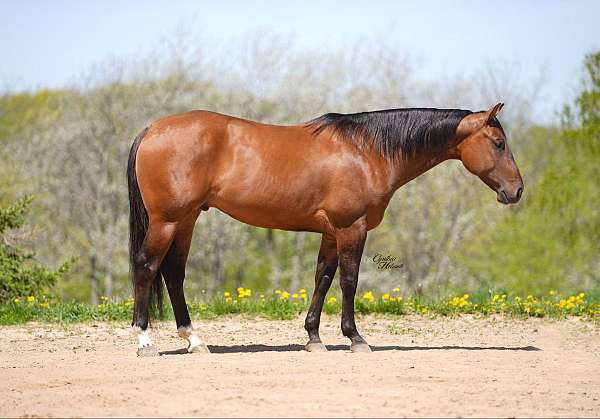 calf-roping-quarter-horse