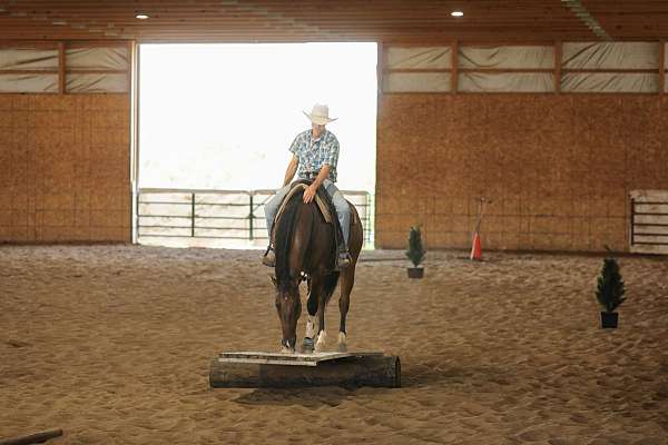 flashy-quarter-horse