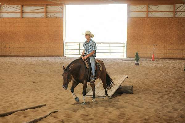 husband-safe-quarter-horse