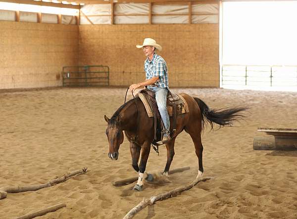 performance-quarter-horse