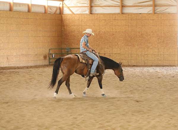 ranch-quarter-horse
