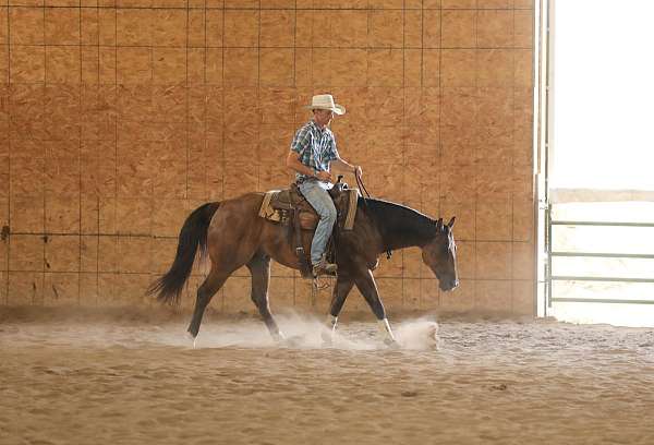 ranch-versatility-quarter-horse