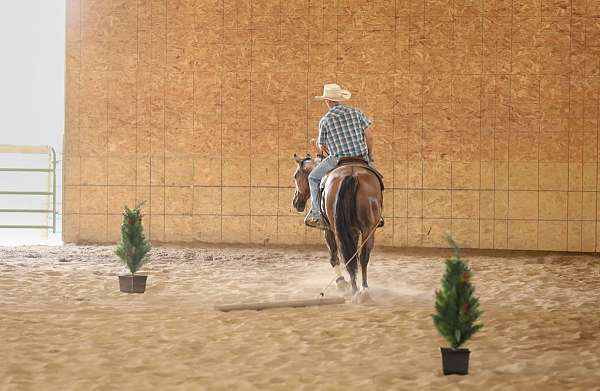 roping-quarter-horse