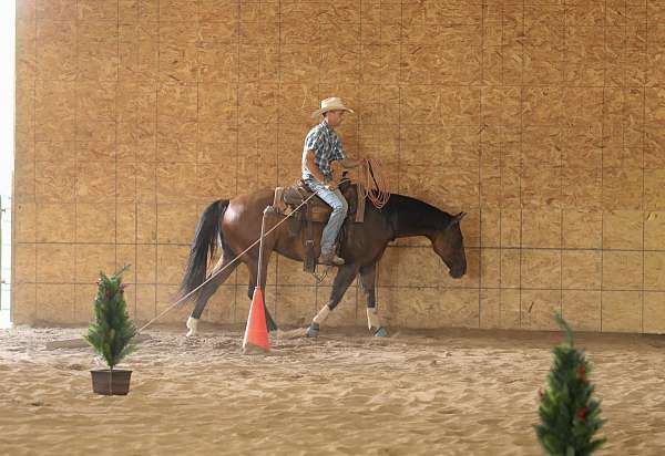 show-quarter-horse