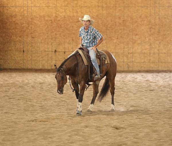 trail-quarter-horse