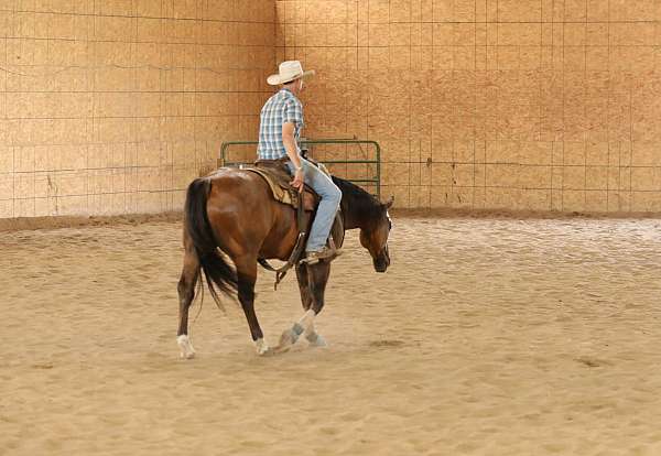 western-riding-quarter-horse