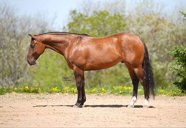 working-cattle-quarter-horse