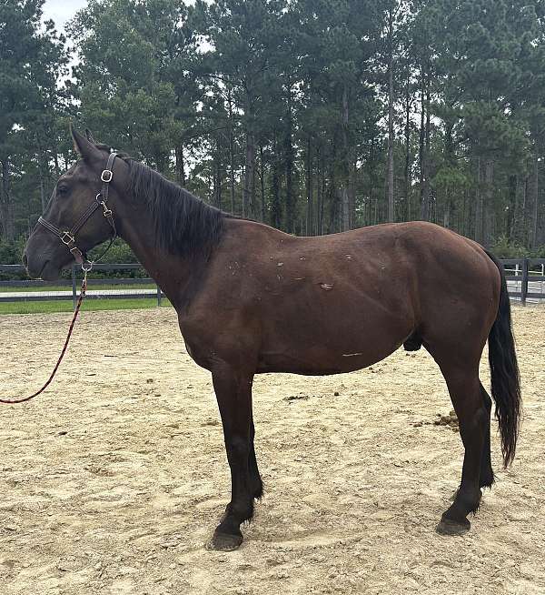 black-overo-draft-gelding