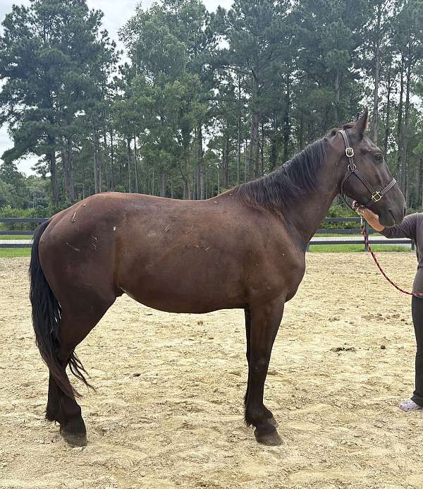 black-overo-gelding-for-sale