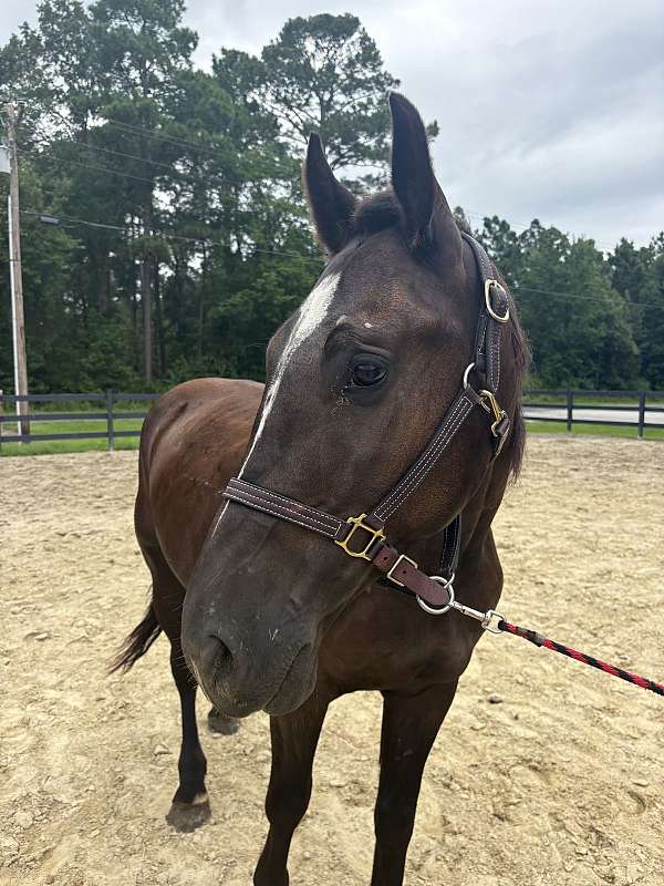 15-hand-draft-gelding