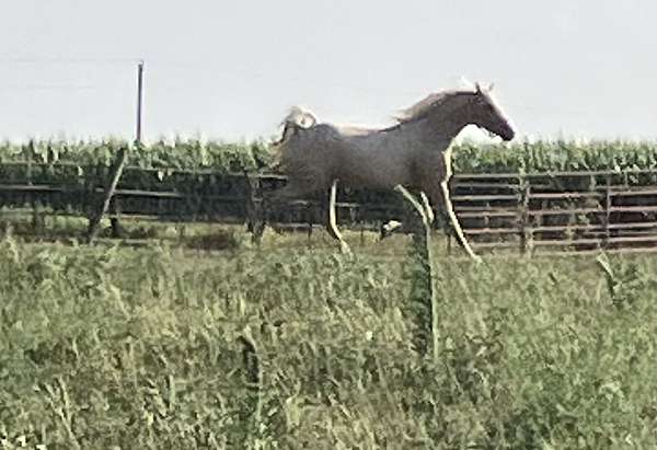 barrel-racing-arabian-palomino-horse