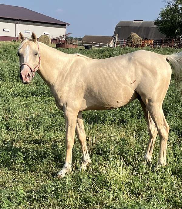 flashy-arabian-palomino-horse
