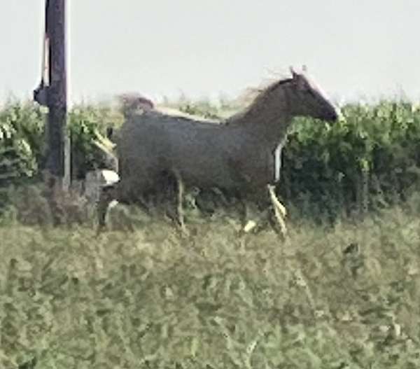 barrel-arabian-palomino-horse