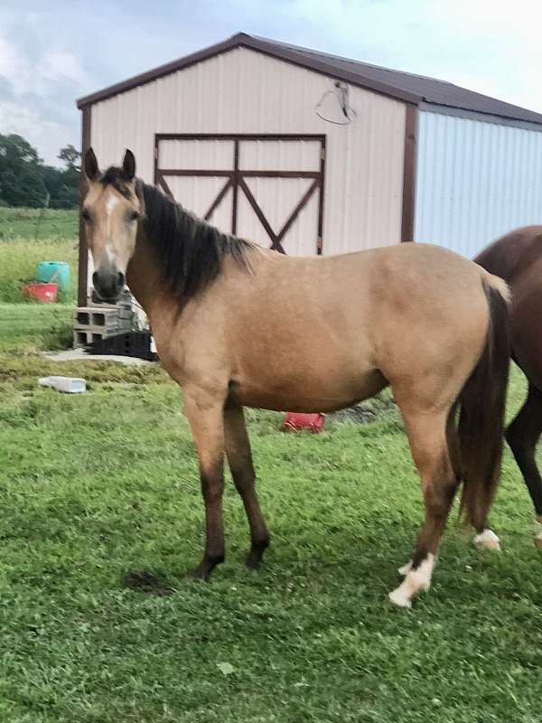 barrel-racing-arabian-quarab-horse