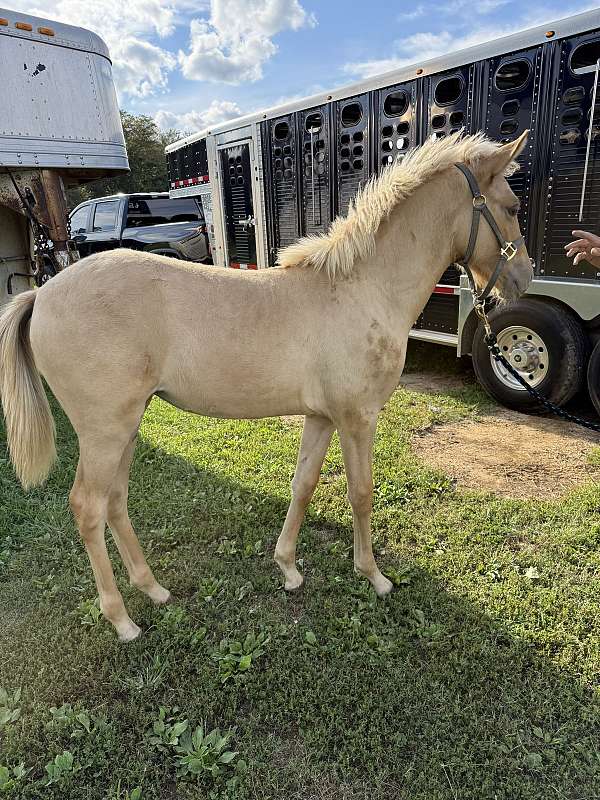 red-dun-left-back-foot-is-white-horse