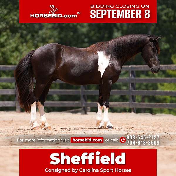 all-around-friesian-horse