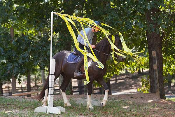 athletic-friesian-horse