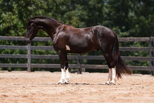 dressage-friesian-horse