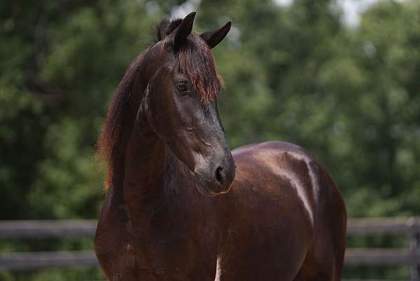 flashy-friesian-horse