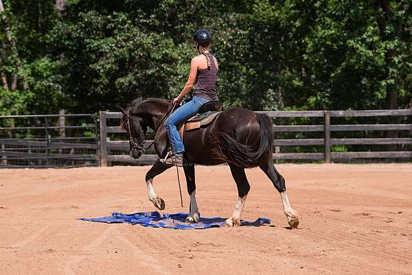 lesson-friesian-horse
