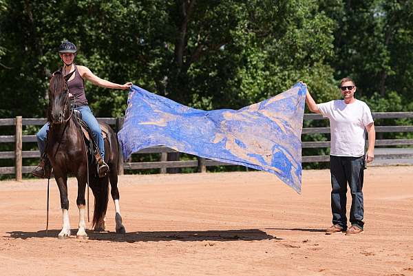 parade-friesian-horse