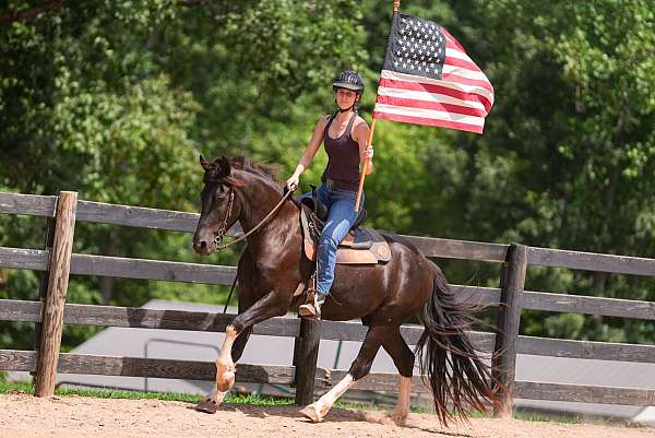 show-friesian-horse