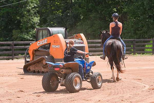 trail-friesian-horse
