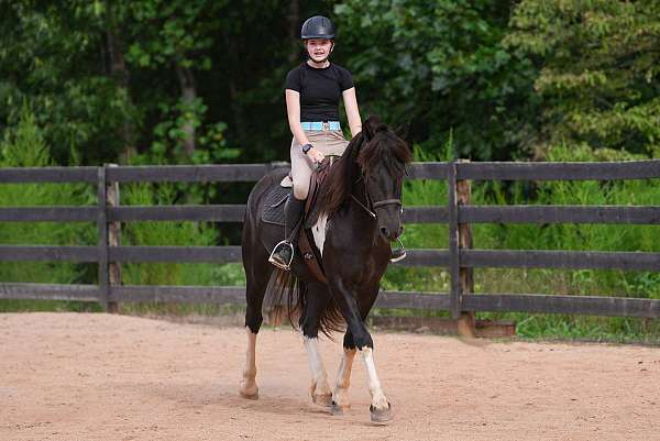 trail-riding-friesian-horse