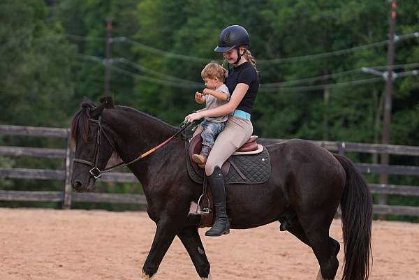 pinto-all-around-horse